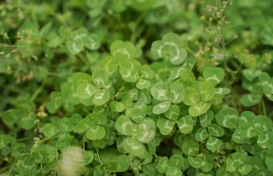 Introductie nieuwste nummer: interventies centraal